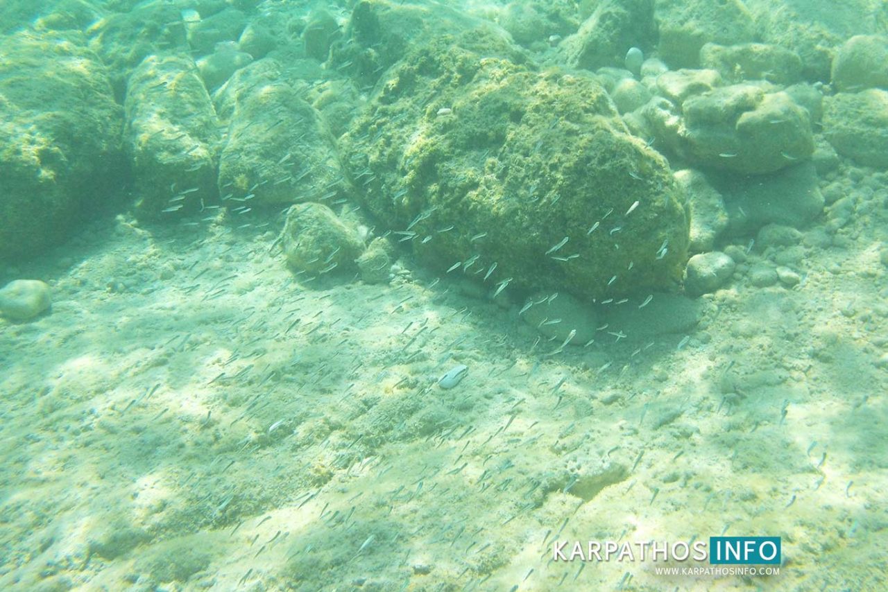 Karpathos diving, snorkeling, fishes and marine life